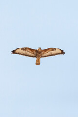 Steppe Buzzard, Buteo buteo vulpinus