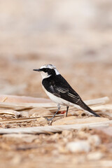 Fototapeta premium Vitatta Bonte Tapuit, Vittata Pied Wheatear, Oenanthe pleschanka vittata