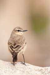 Izabeltapuit, Isabelline Wheatear, Oenanthe isabelline