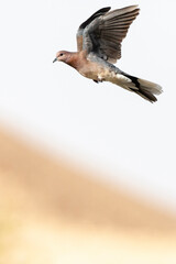 Palmtortel, Laughing Dove, Streptopelia senegalensis