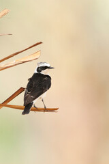 Vitatta Bonte Tapuit, Vittata Pied Wheatear, Oenanthe pleschanka vittata