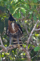 Ornate Hawk-Eagle, Spizaetus ornatus
