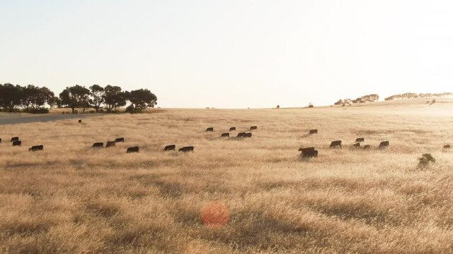 Aerial of Cattle grazing in golden farm field meadow. USA Beef Export