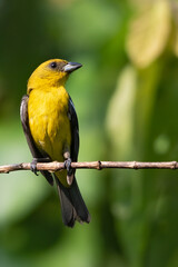 White-winged Tanager, Piranga leucoptera