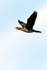 Pygmy Cormorant, Microcarbo pygmaeus