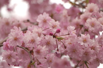 満開の桜の花とつぼみ