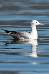 Dunbekmeeuw, Slender-billed Gull, Chroicocephalus genei