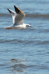 Dunbekmeeuw, Slender-billed Gull, Chroicocephalus genei