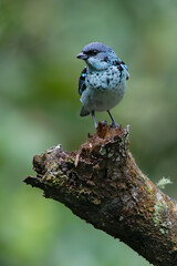 Azure-rumped Tanager, Poecilostreptus cabanisi