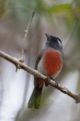 Grey-throated Chat, Granatellus sallaei