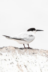 Roseate Tern, Sterna dougallii