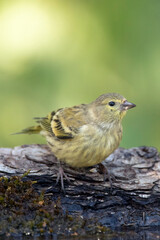 Citril Finch, Serinus citrinella
