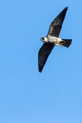 Eurasian Hobby, Falco subbuteo