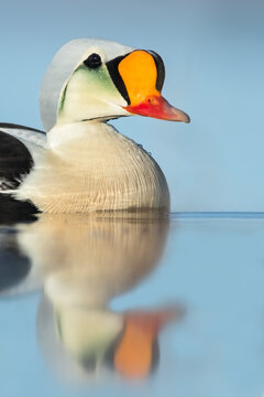 King Eider, Somateria spectabilis