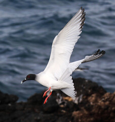 Swallow-tailed Gull, Creagrus furcatus