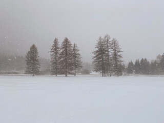 snow storm in Folgaria, Trentino, winter season, trees