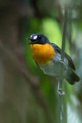 Orange-breasted Forest Robin, Stiphrornis erythrothorax gabonensis