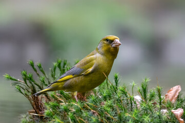 European greenfinch (Chloris chloris)  in the forest of Noord Brabant in the Netherlands.