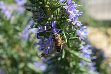 bee on lavender