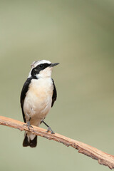 Vitatta Bonte Tapuit, Vittata Pied Wheatear, Oenanthe pleschanka vittata