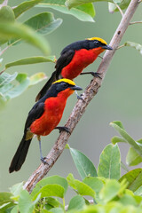 Yellow-crowned Gonolek, Laniarius barbarus