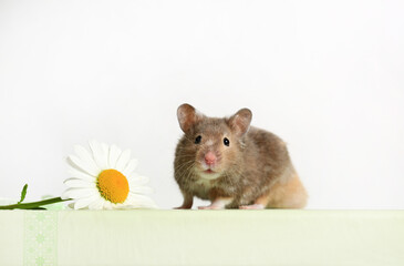 Fototapeta na wymiar Cute hamster and chamomile flower on a white background close-up