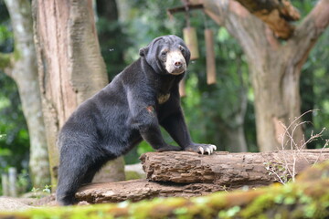 The sun bear, Helarctos malayanus, locally known as Beruang Madu