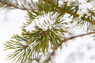 Fir tree branch covered with snow