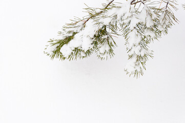 Fir tree branch covered with snow