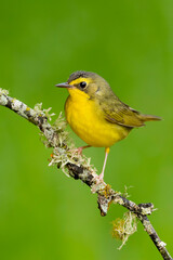 Fototapeta premium Kentucky Warbler, Geothlypis formosa