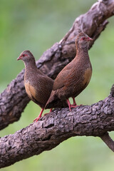 Stone Partridge, Ptilopachus petrosus