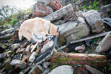 Dog looking for injured people in ruins after earthquake .