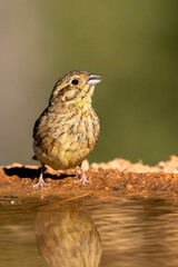 Cirl Bunting, Emberiza cirlus