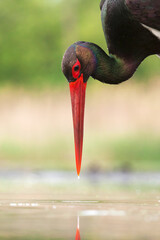 Black Stork, Ciconia nigra