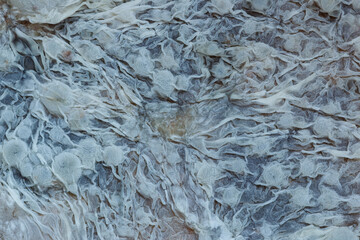 Close up,Growth of Bacteria and microorganisms from termite nest in Experiment