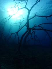 a pine tree scenery underwater tree trunk blue water ocean scenery