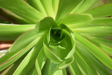 close up of a succulent plant