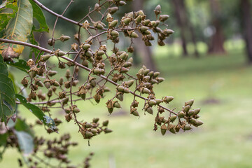 Seeds of Bungor or Lagerstroemia calyculata Kurz on tree.