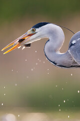 Grey Heron, Ardea cinerea