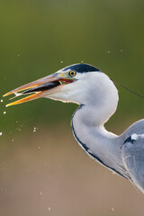 Grey Heron, Ardea cinerea