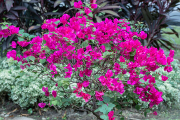 Fototapeta na wymiar Blooming Magenta bougainvillea flower in a garden.Pink bougainvillea flower and blue sky background.