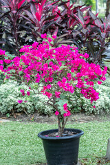 Blooming Magenta bougainvillea flower in a garden.Pink bougainvillea flower and blue sky background.
