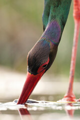 Black Stork, Ciconia nigra
