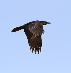 Punjab Raven, Corvus corax laurencei