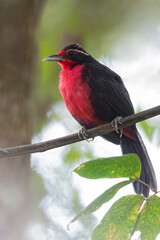 Rosy Thrush-Tanager, Rhodinocichla rosea