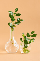 Green leaves branch twig in two glass vases on soft beige pastel background.