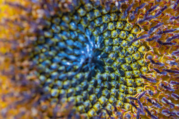 Close up sunflowers in a nature background.Beautiful yellow flowers in field.