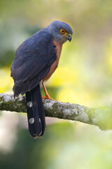 Obraz premium Red-chested Goshawk, Accipiter toussenelii