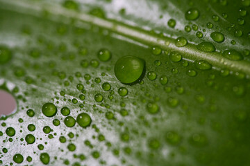 Close up on Philodendron monstera leaf with raindrops