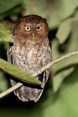 Bare-shanked Screech Owl, Megascops clarkii